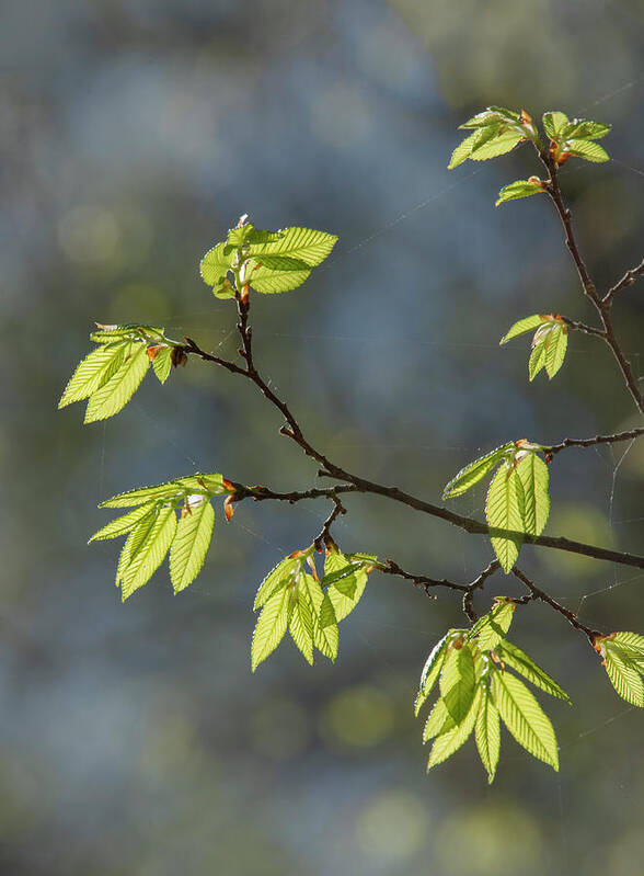 Spring Art Print featuring the photograph Spring Elm Leaves by Phil And Karen Rispin