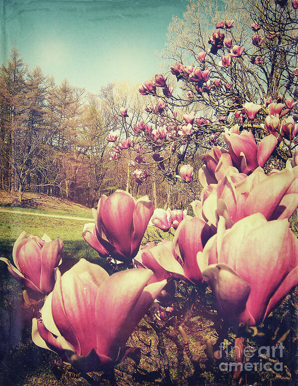 Flowers Art Print featuring the photograph Spring Flowers by Phil Perkins