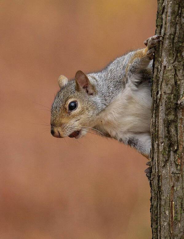 Squirrel Tree Art Print featuring the photograph Squirrel in a Tree by David Morehead