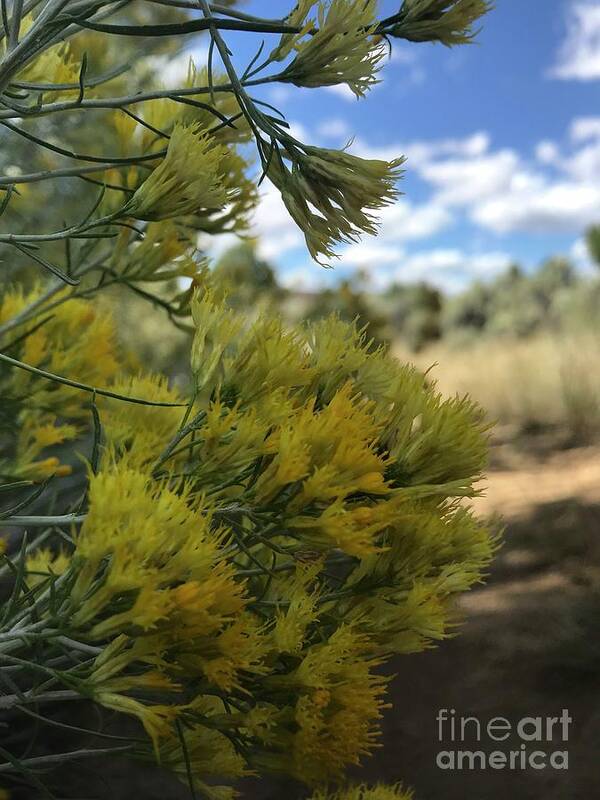 Flowers Art Print featuring the photograph Sticky weed by LeLa Becker