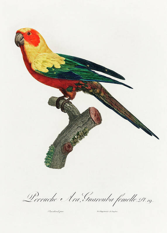 Sun Parakeet Art Print featuring the mixed media Sun parakeet by World Art Collective