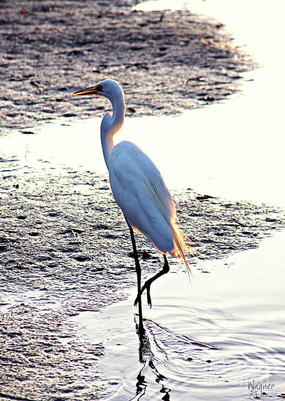 Great Egret Art Print featuring the photograph Sunset Stroll by Hilda Wagner