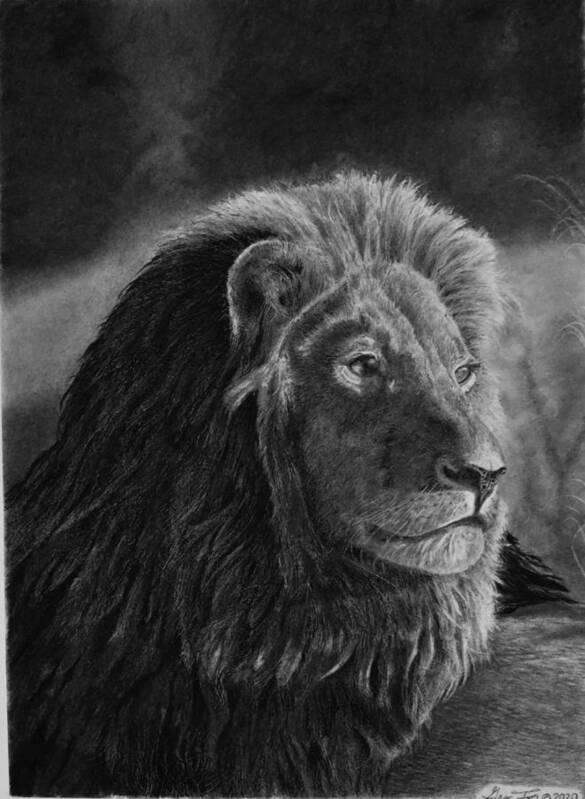 Lion Art Print featuring the drawing Survey by Greg Fox