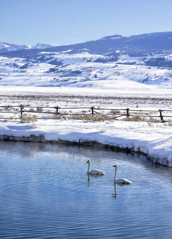 Trumpeter Swans Art Print featuring the photograph Swans in Winter by Cheryl Strahl