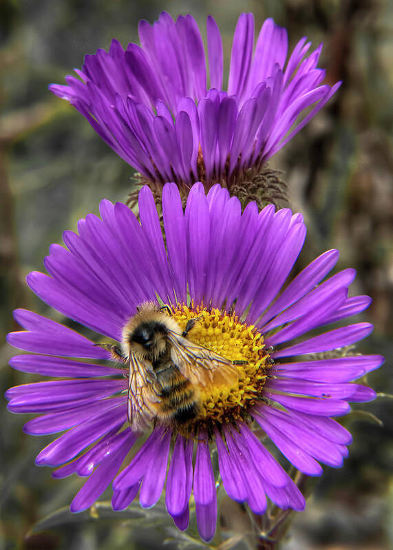 Flower Art Print featuring the photograph The Aster and the Bee by Britt Runyon