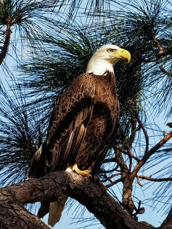 Eagle Art Print featuring the photograph The Eagle II by Ron Dubin