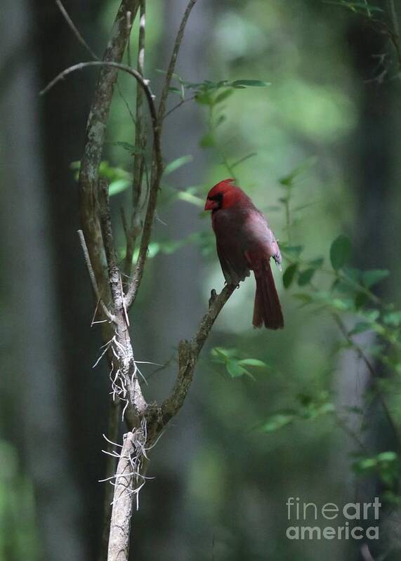 Cardinal Art Print featuring the photograph The Elusive Cardinal by Carol Groenen