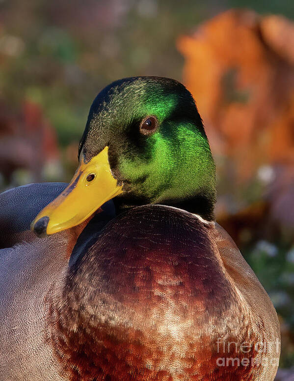Ducks Art Print featuring the photograph The Emerald Mallard Duck by Chris Scroggins