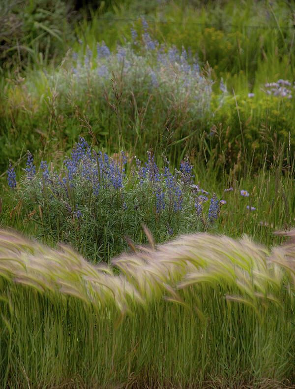 Grasses Art Print featuring the photograph The Grasses by Jolynn Reed