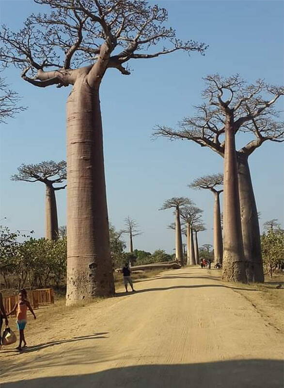 All Art Print featuring the digital art The Road in Baobab Alley in Madagascar KN25 by Art Inspirity
