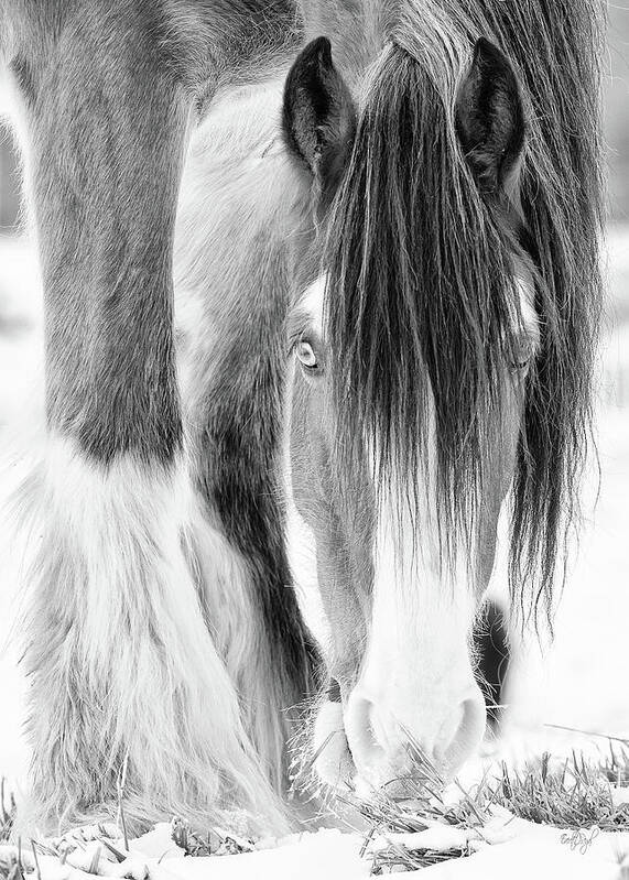 Horse Art Print featuring the photograph Those Eyes - vertical crop by Everet Regal