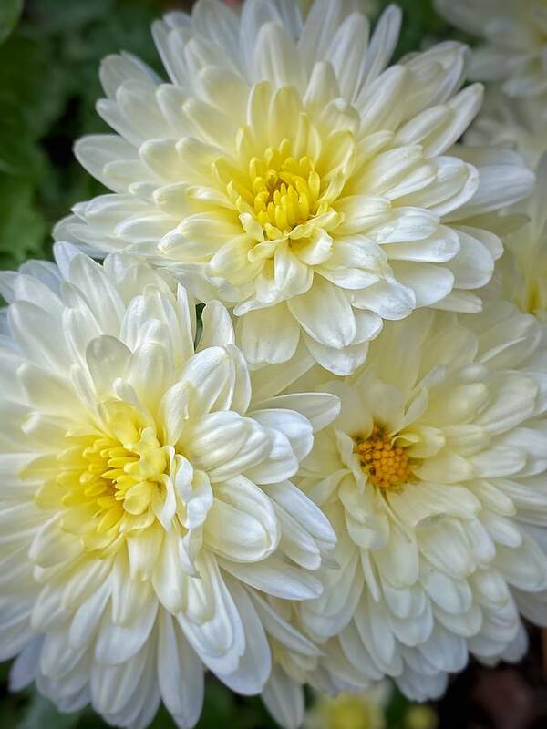 White And Yellow Mums Art Print featuring the photograph Mums by Jerry Abbott