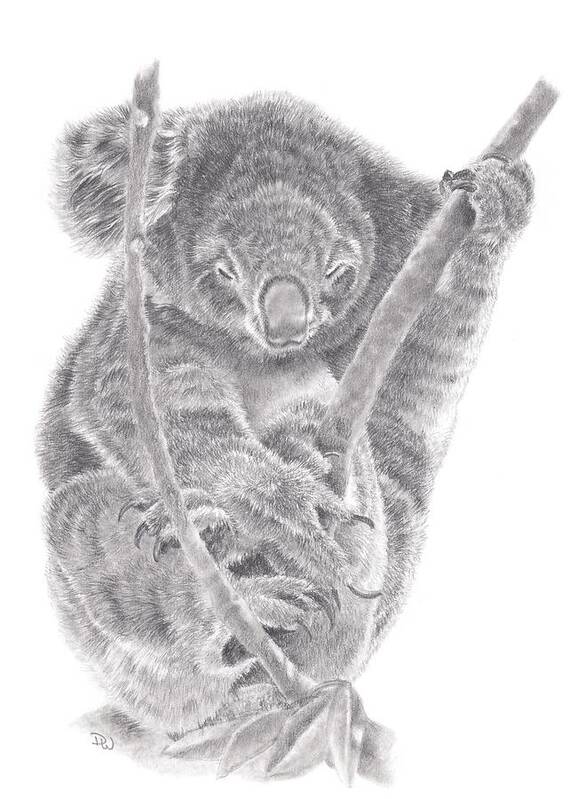 Koala Art Print featuring the drawing Time for a Snooze by Pencil Paws