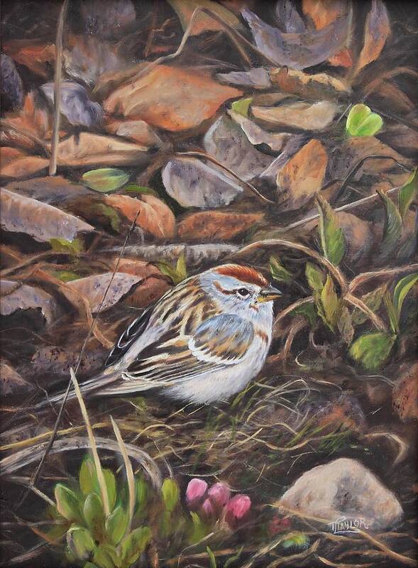 Birds Art Print featuring the painting Tiny Treasure- Chipping Sparrow by Tammy Taylor