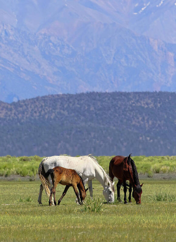 Eastern Sierra Art Print featuring the photograph Tranquility in the Meadow I by Cheryl Strahl