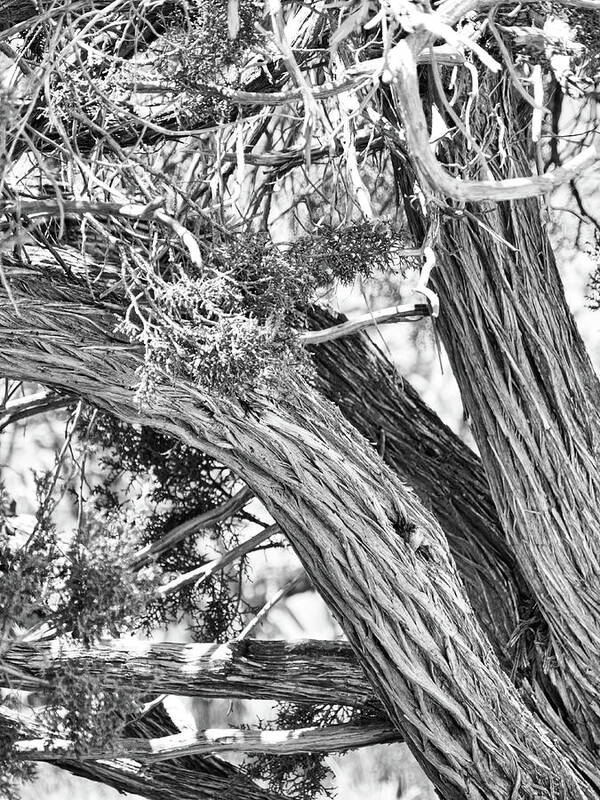 Flora Art Print featuring the photograph Tree trunk in black and white by Segura Shaw Photography