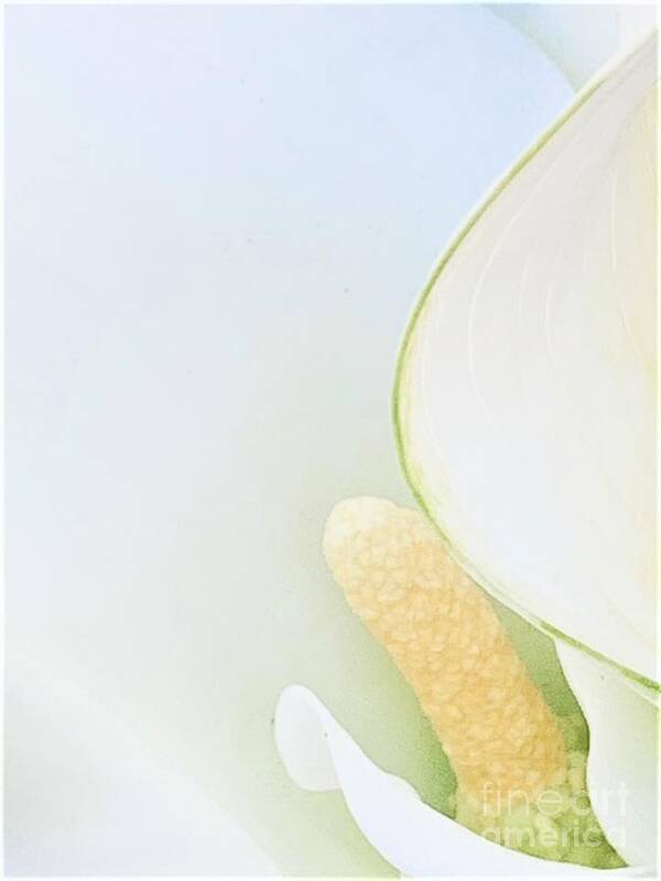 Saint Art Print featuring the photograph Tuesdays With Saint Anthony -the Calla Lily by Tiesa Wesen