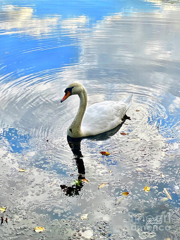 Swan Art Print featuring the photograph Twin Lakes Swan 3 by CAC Graphics
