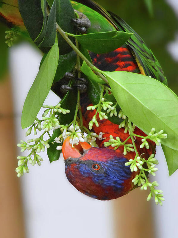 Bird Art Print featuring the photograph Upside down Rainbow Lorikeet by Gareth Parkes