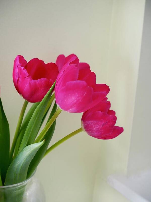 Flowers Art Print featuring the photograph Vase Of Tulips By A Window by Alida M Haslett