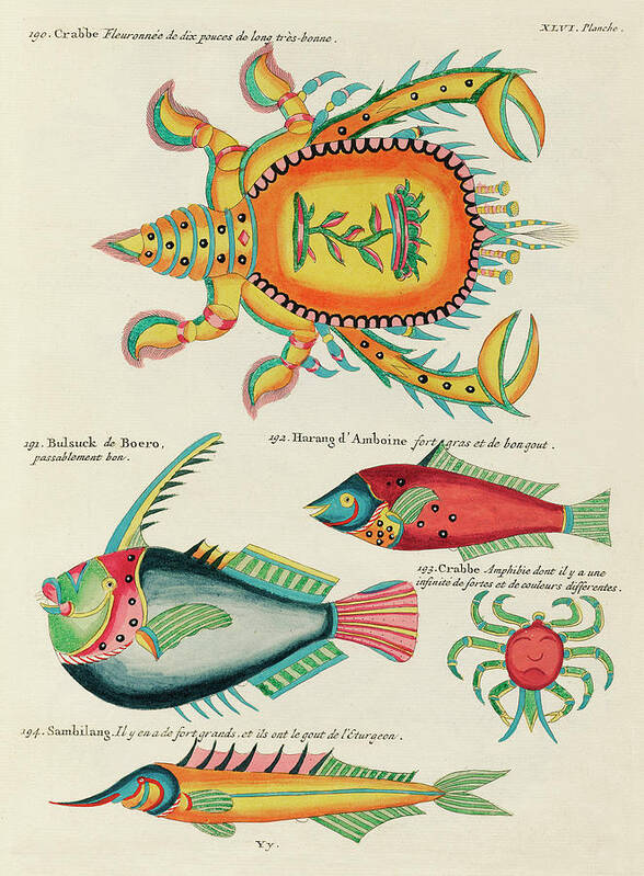 Fish Art Print featuring the digital art Vintage, Whimsical Fish and Marine Life Illustration by Louis Renard - Crabbe, Bulsuck, Harang by Louis Renard