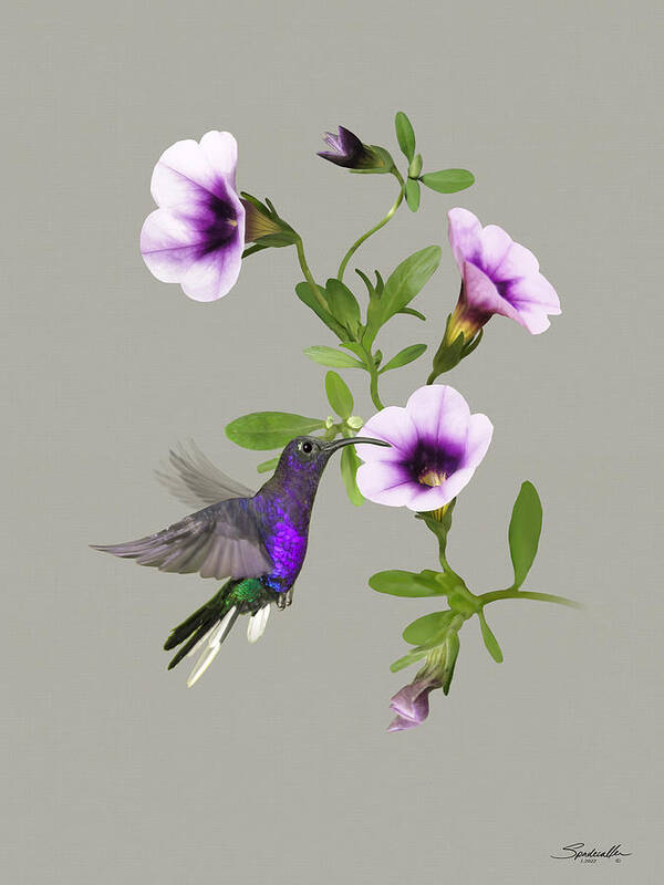 Hummingbird Art Print featuring the digital art Violet Sabrewing Hummingbird by M Spadecaller