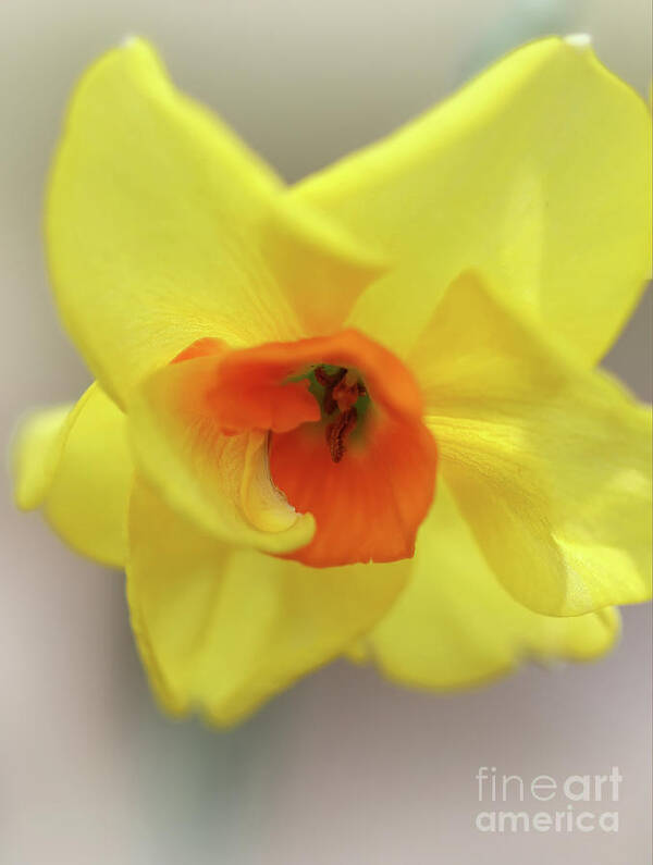 Daffodil Art Print featuring the photograph Wabi-Sabi by Karen Adams