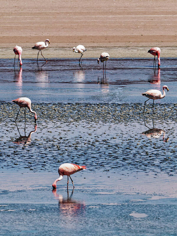 Bolivia Art Print featuring the photograph Wade In The Water by Ron Dubin