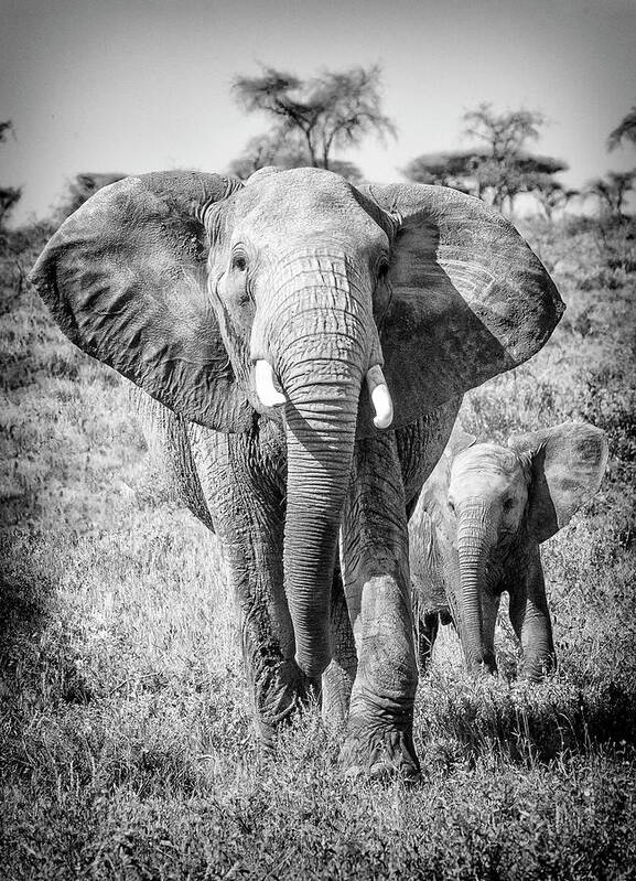 Namiri Plains Art Print featuring the photograph Wait up, Mom by Phil Marty