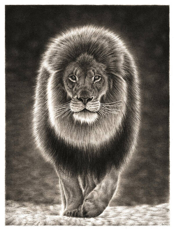 Lion Art Print featuring the drawing Walking Lion by Casey 'Remrov' Vormer