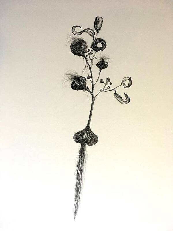 Seed Art Print featuring the painting Watsonia cross Acacia by Franci Hepburn