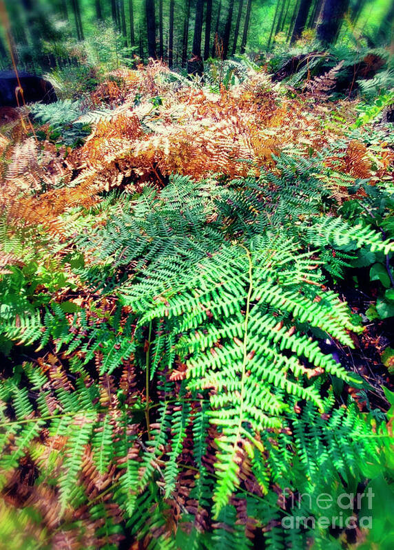 Morning Motivation Art Print featuring the photograph Where The Ferns Grow by Janie Johnson