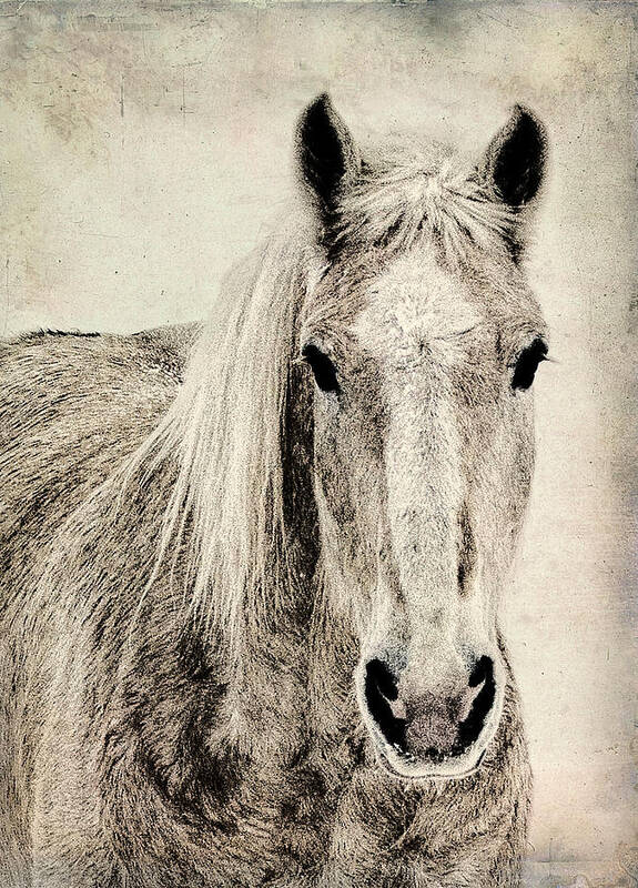 Snow;horse;special Effects;head Shot Art Print featuring the photograph Winter Horse by Eggers Photography