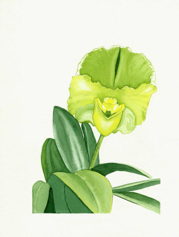 Paphiopedilum Art Print featuring the painting Yellow And Green Orchid Watercolor Portrait by Deborah League