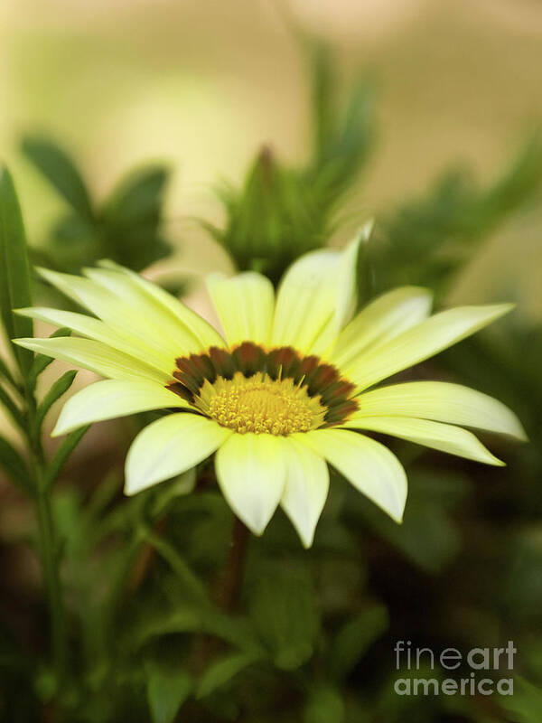 Color Art Print featuring the photograph Yellow Gazania In Springtime 7 by Dorothy Lee