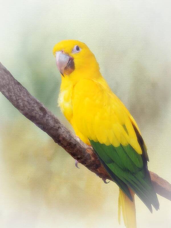 Bird Art Print featuring the mixed media Yellow Green Parrot Bird 83 by Lucie Dumas