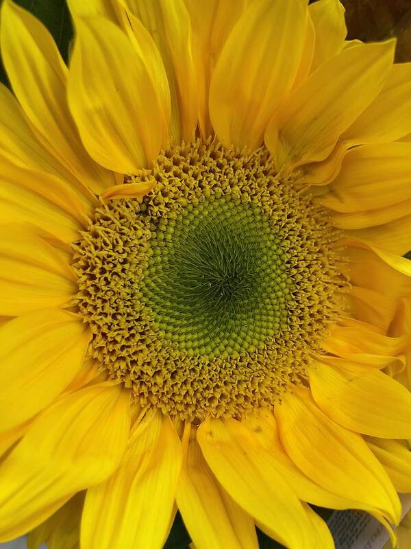 Sunflower Art Print featuring the photograph Yellow Sunflower by Lisa Pearlman