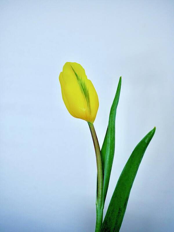 Tulip Art Print featuring the photograph Yellow Tulip Bud by Alida M Haslett