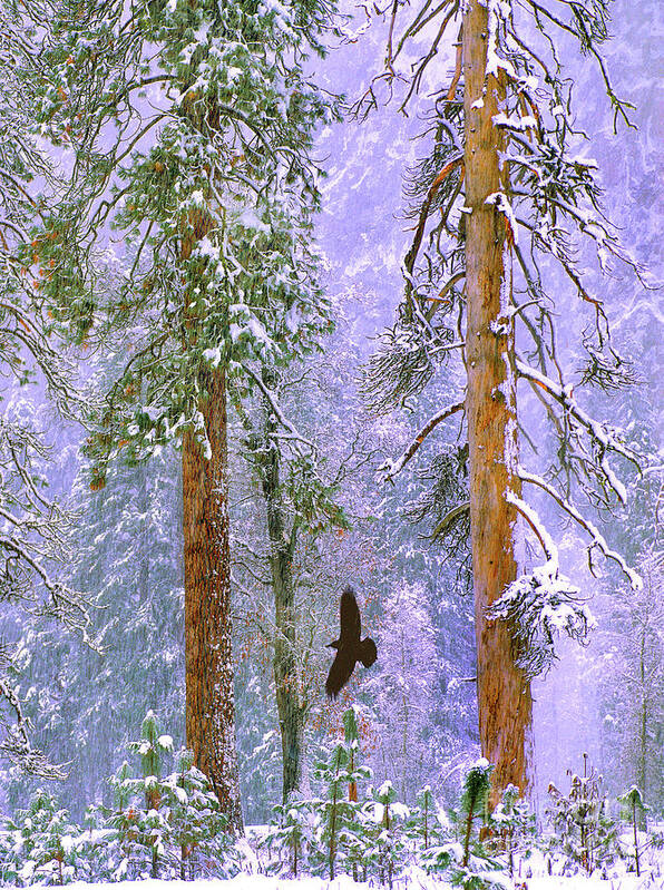 00599427 Art Print featuring the photograph Yosemite Winter Raven by Tim Fitzharris