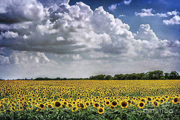 Sunflowers Art Print featuring the photograph Field of Sunflowers by Tamyra Ayles