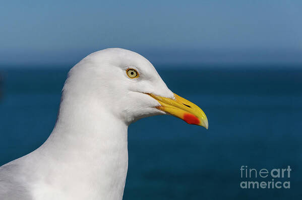Gull Art Print featuring the photograph Gull by Steev Stamford