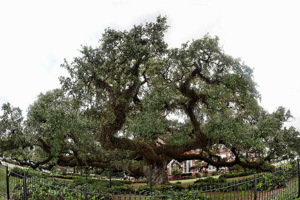  Art Print featuring the photograph Oak by Cecil Fuselier