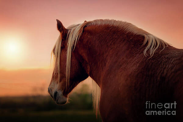 The Belgian Draft Horse Weighs About 2000 Pounds (900 Kilograms). It Is Called The Brabant Horse In Europe Art Print featuring the photograph The End of a Long Day at the Ranch by Tamyra Ayles