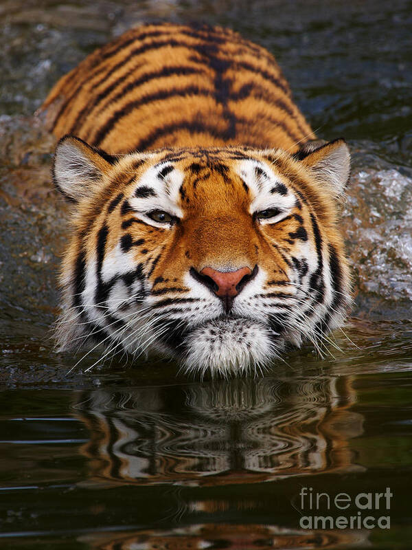 Pool Art Print featuring the photograph Portrait of a bathing Siberian tiger by Nick Biemans