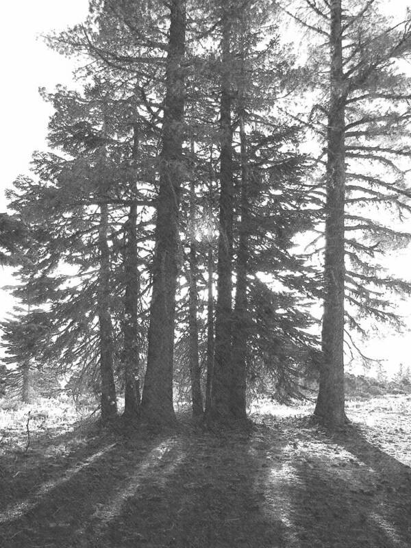 Pencil Art Print featuring the photograph Backlit Trees by Frank Wilson