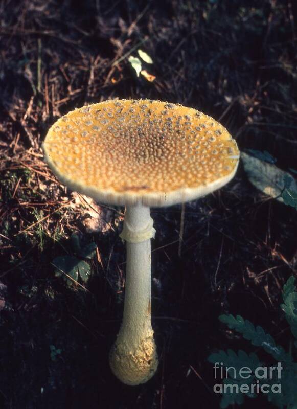 Mushrooms Art Print featuring the photograph Mushroom by Richard Amble