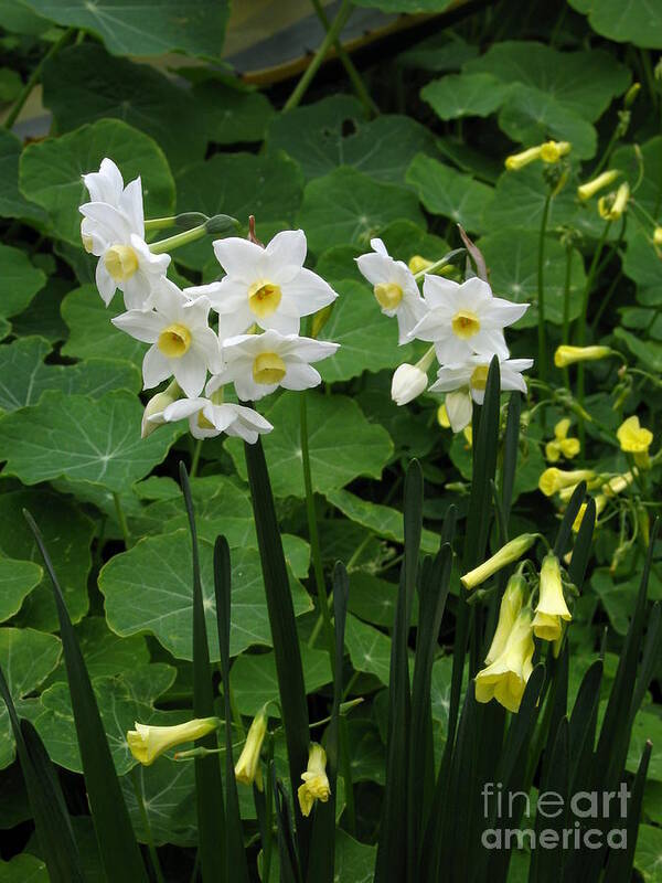 Daffodil Art Print featuring the photograph Daffodils And Oxalis by James B Toy