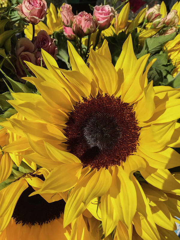 Sunflower Art Print featuring the photograph Full Sun by Arlene Carmel