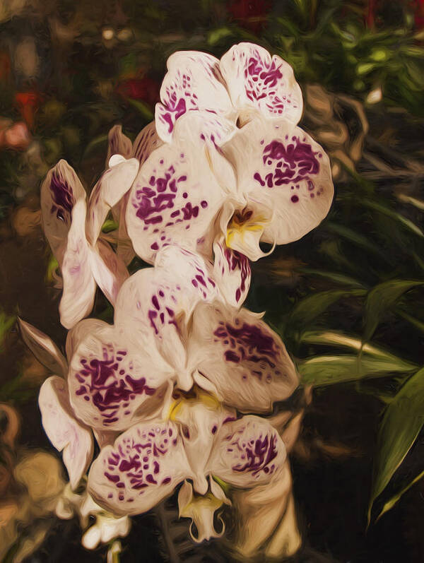 Orchids Art Print featuring the photograph White Orchids by Mick Burkey