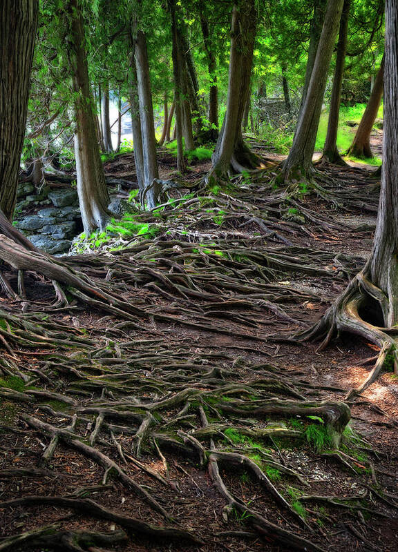 Trees Art Print featuring the photograph Upon Shallow Ground - Blanket of tree roots like veins in the earth at Door County WI by Peter Herman